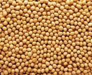 Soya Fasulyesi Tohumu Özellikleri ve Faydaları Nelerdir?