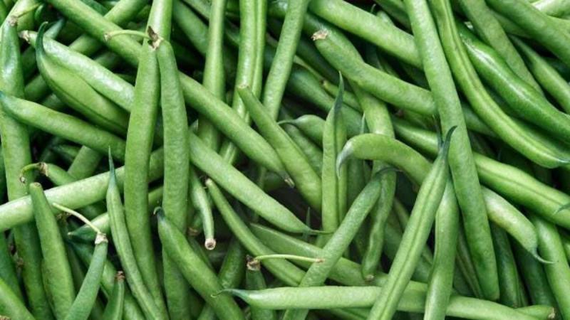 Fasulye Bitkisi Yetiştiriciliği